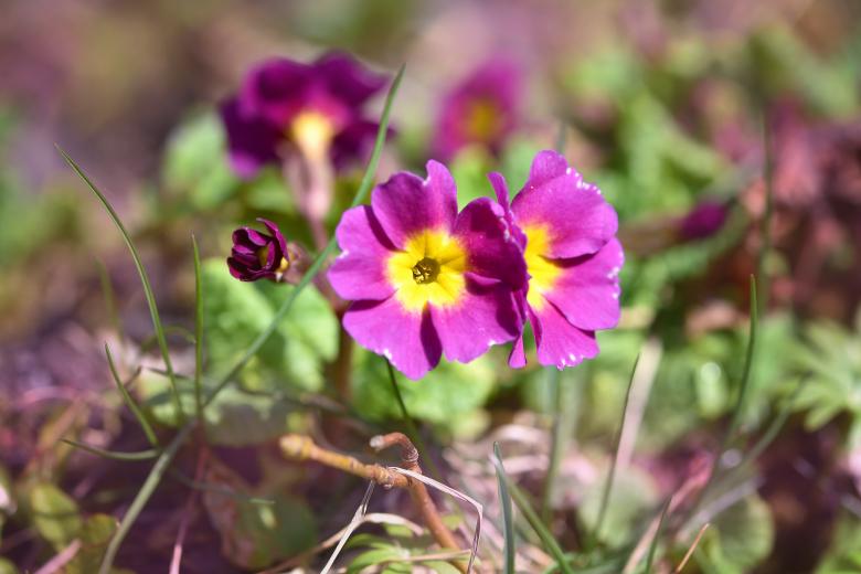 Free stock image of Garden created by Pixabay