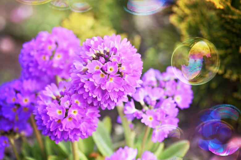 Free stock image of Blooming created by Pixabay