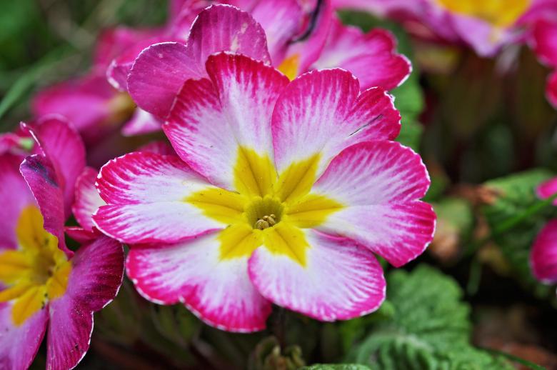 Free stock image of Pink Flowers created by Pixabay