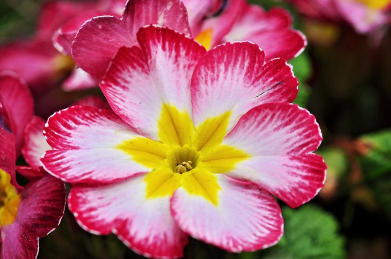 Free stock image of Flower created by Pixabay