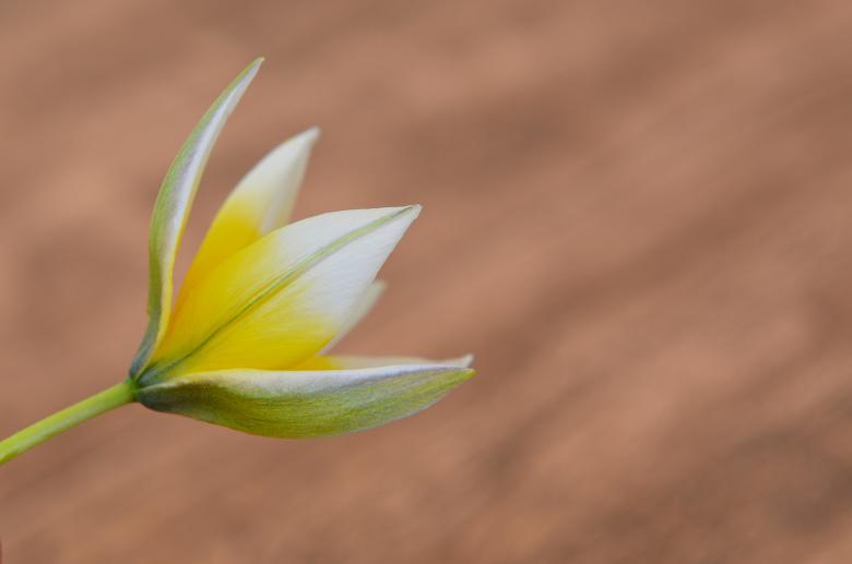 Free stock image of Blooming created by Pixabay