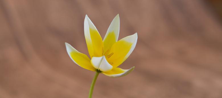 Free stock image of Beauty created by Pixabay