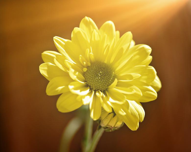 Free stock image of Fresh created by Pixabay