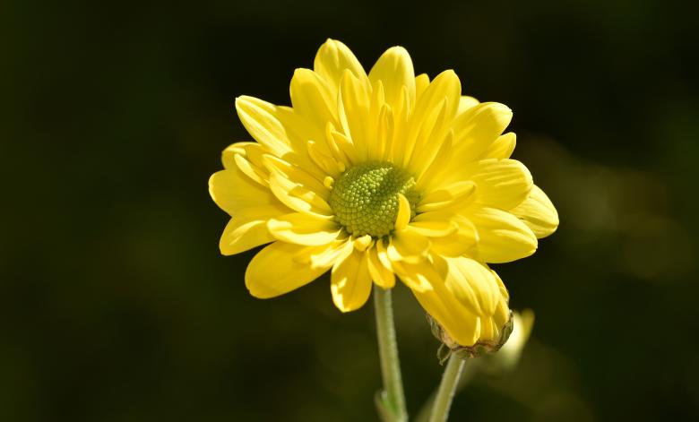 Free stock image of Yellow Flower created by Pixabay