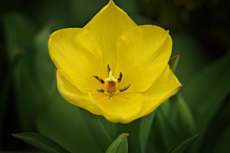 Free stock image of Yellow Tulip created by Pixabay