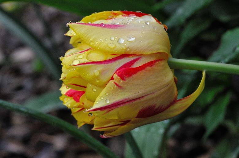 Free stock image of Flower created by Pixabay
