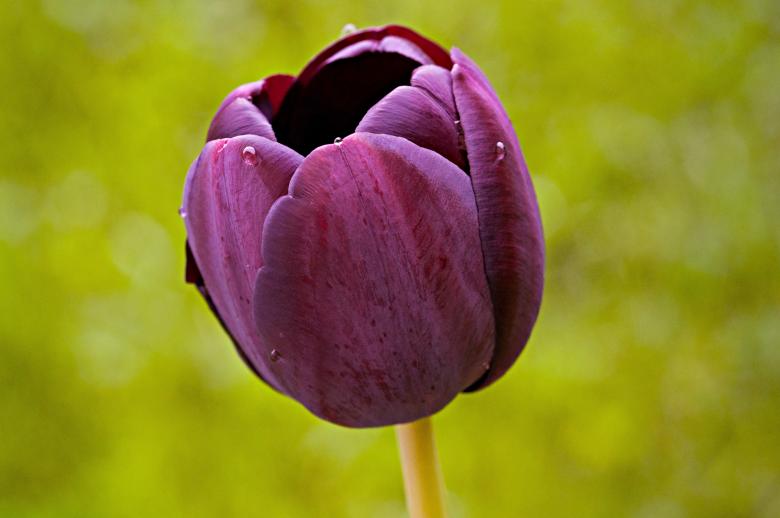 Free stock image of Nature created by Pixabay