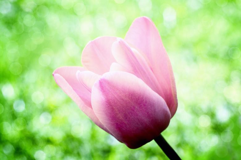 Free stock image of Flower created by Pixabay