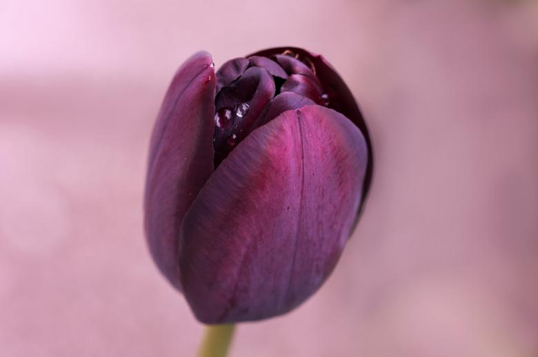 Free stock image of Tulip created by Pixabay