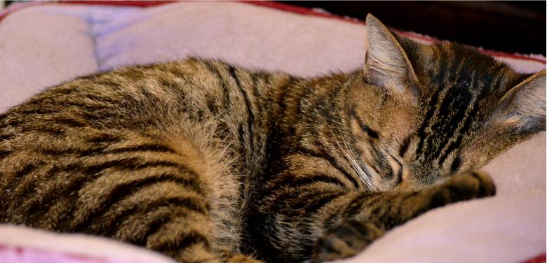 Free stock image of Minnie created by Vincent alvino