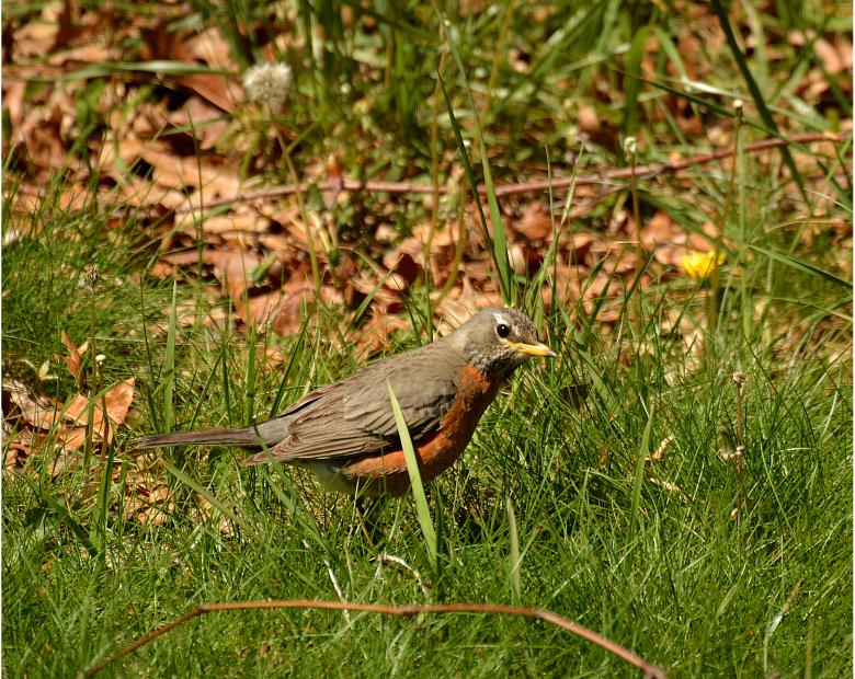 Free stock image of Robin created by Vincent alvino