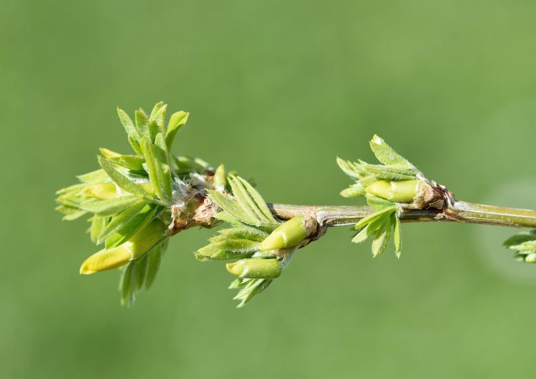 Free stock image of Branch created by Pixabay