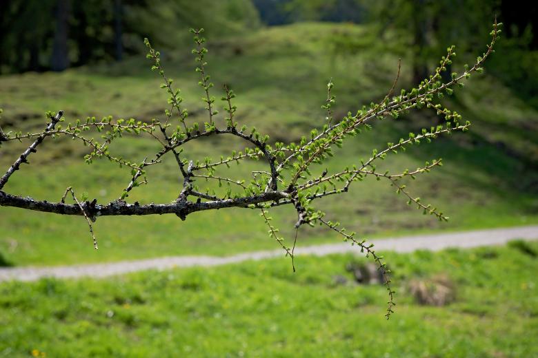 Free stock image of Branch created by Pixabay