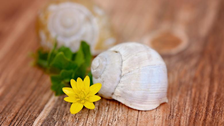Free stock image of Celandine created by Pixabay
