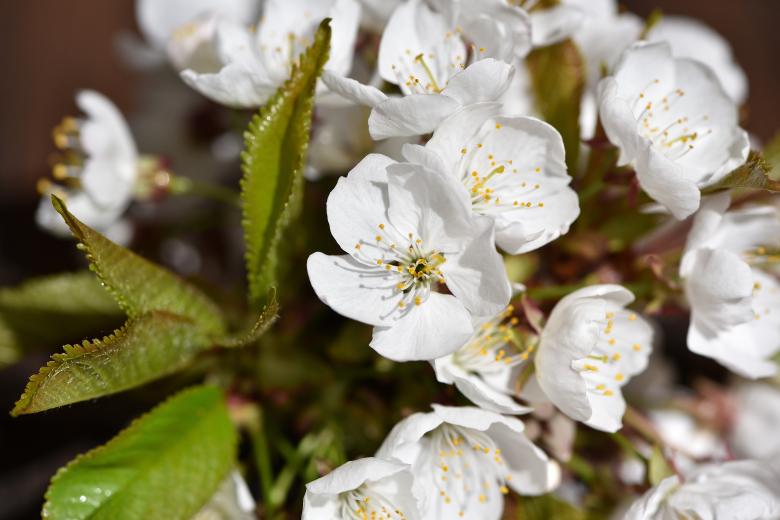 Free stock image of Cherry Blossom created by Pixabay