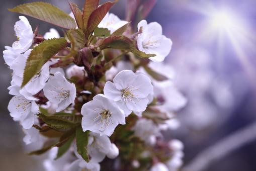 Cherry Blossom - Free Stock Photo