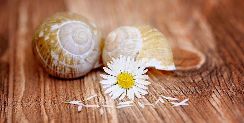 Free stock image of Daisy and Shells created by Pixabay