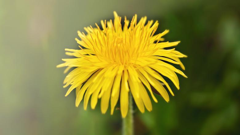 Free stock image of Blooming created by Pixabay