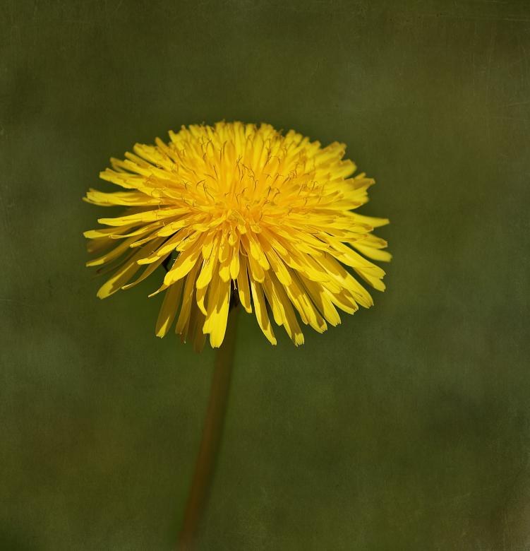 Free stock image of Yellow Dandelion created by Pixabay
