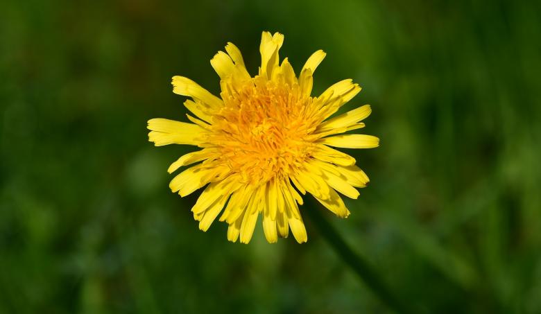 Free stock image of Dandelion created by Pixabay
