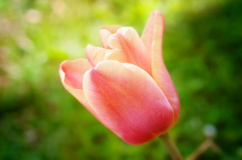 Free stock image of Garden created by Pixabay