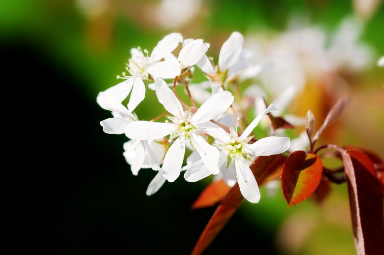 Free stock image of White Flowers created by Pixabay