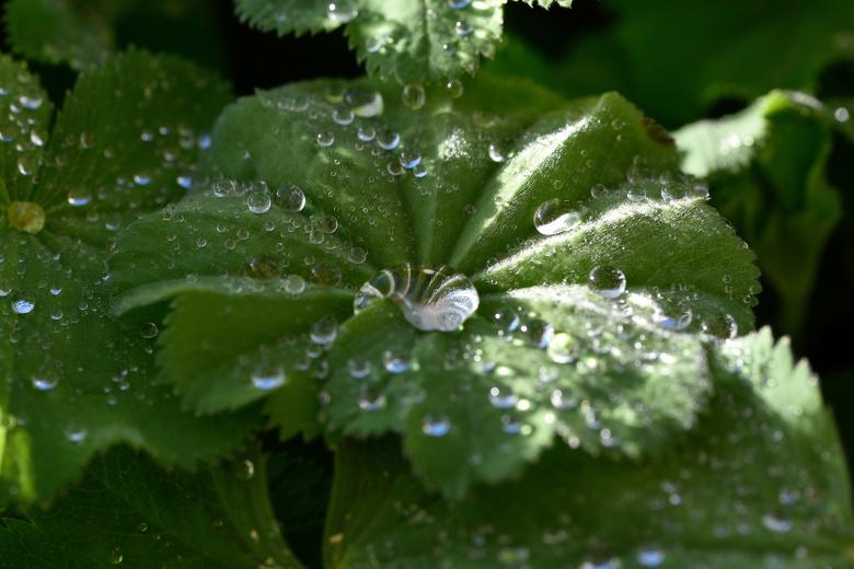 Free stock image of Dew created by Pixabay