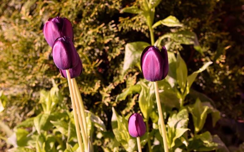 Free stock image of Garden created by Pixabay