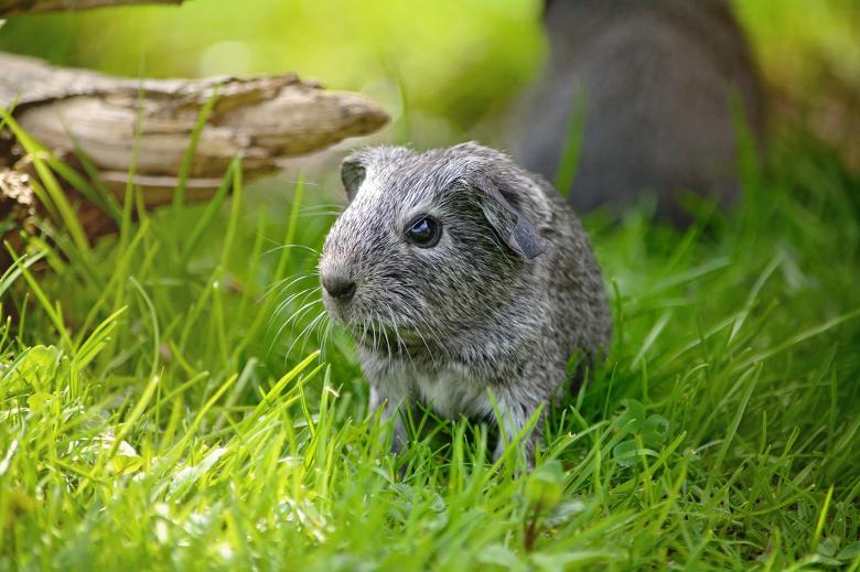 Free stock image of Guinea Pig in Grass created by Pixabay