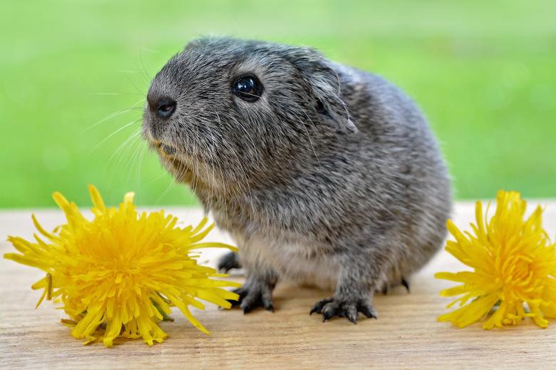 Free stock image of Guinea Pig created by Pixabay