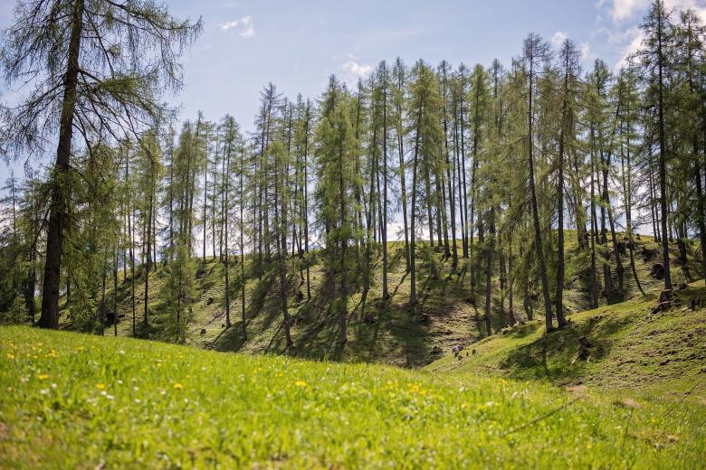 Free stock image of Green created by Pixabay