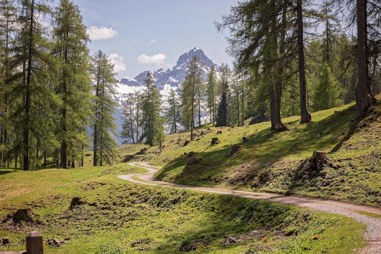 Free stock image of Wild created by Pixabay