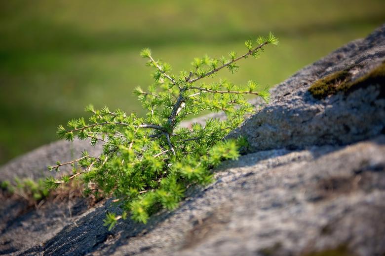 Free stock image of Pine created by Pixabay