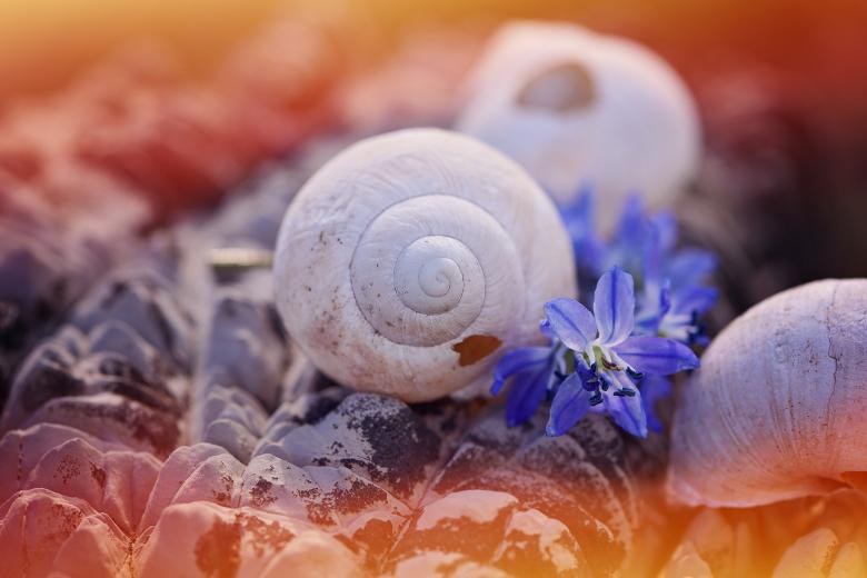 Free stock image of Fresh Flower created by Pixabay