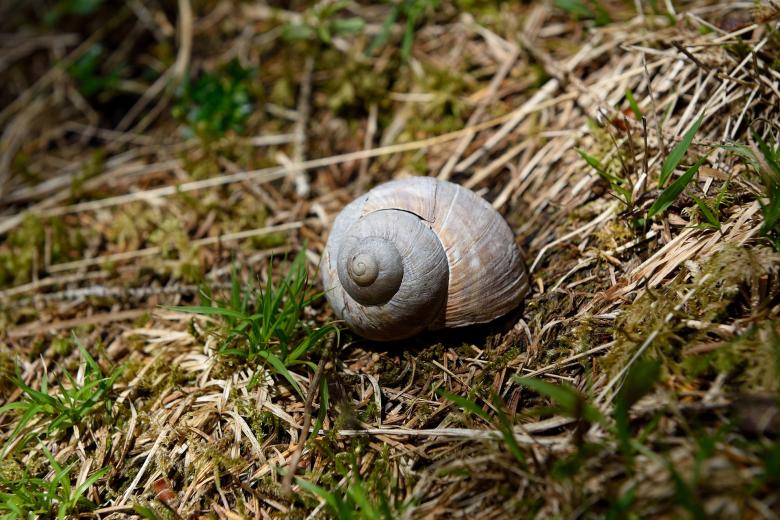 Free stock image of Shell created by Pixabay