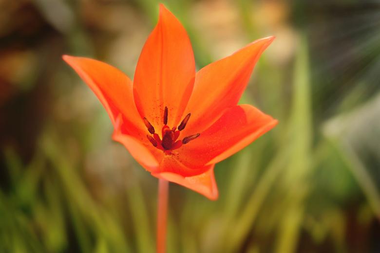 Free stock image of Star Tulip created by Pixabay