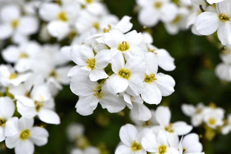 Free stock image of Stone-herb created by Pixabay