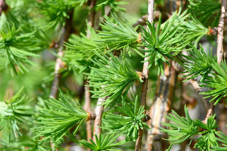 Free stock image of Green created by Pixabay