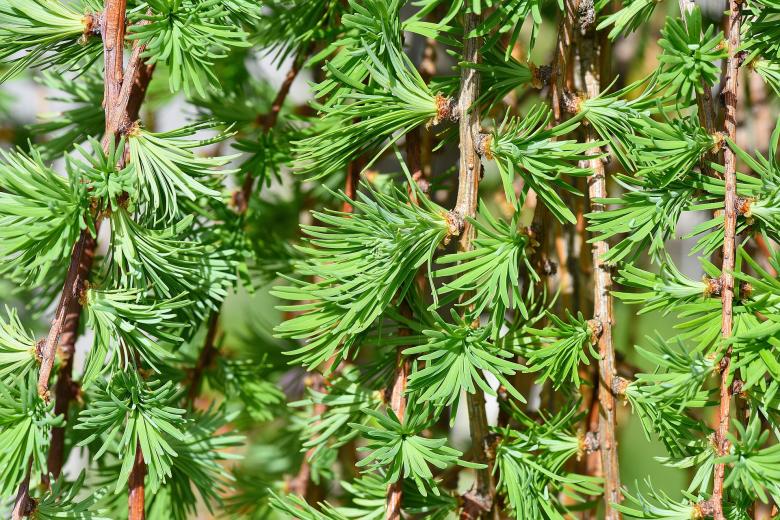 Free stock image of Tree created by Pixabay