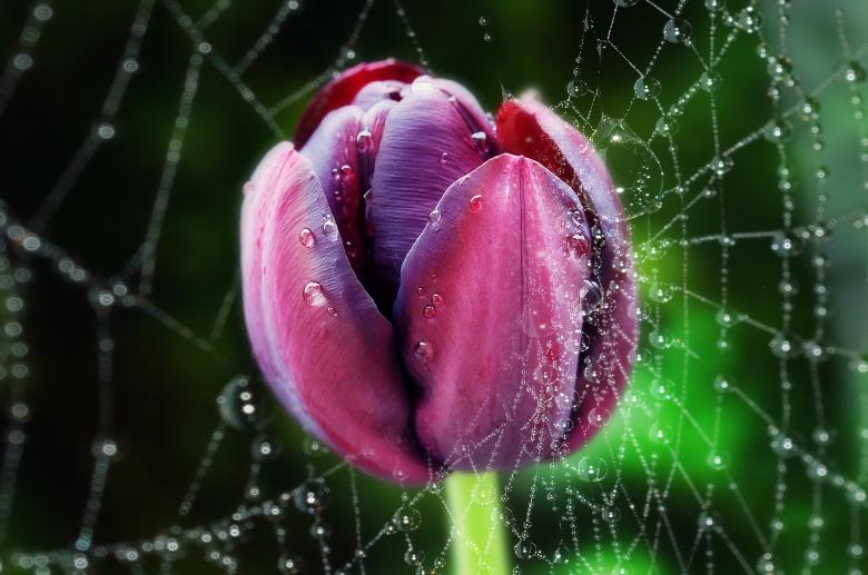 Free stock image of Purple Tulip in Spiderweb created by Pixabay