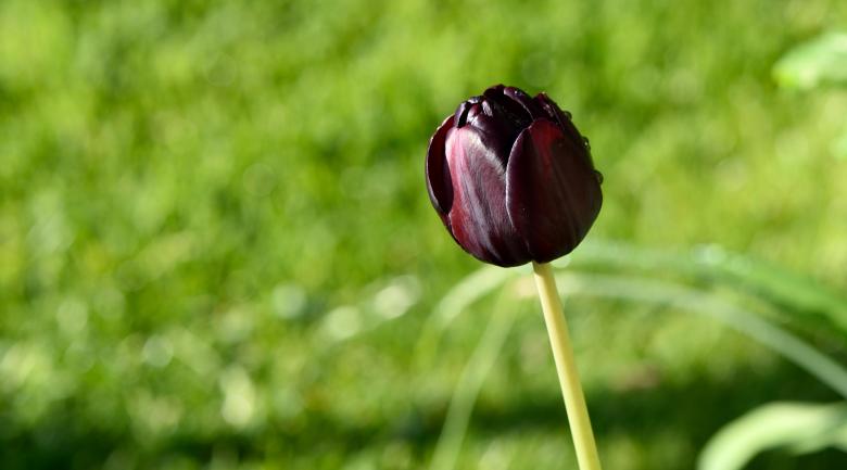 Free stock image of Tulip created by Pixabay