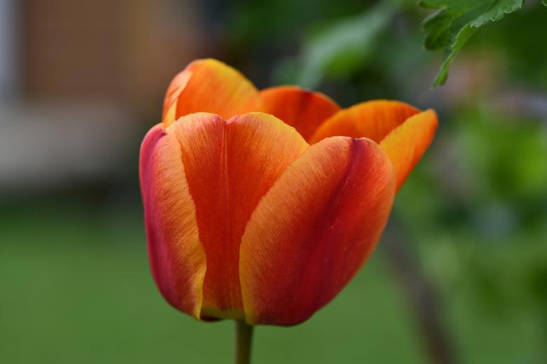 Free stock image of Garden created by Pixabay