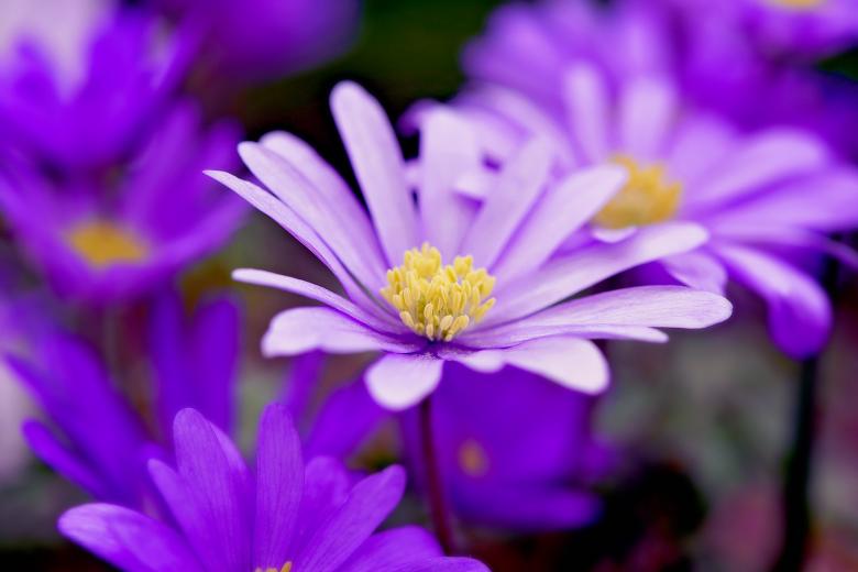 Free stock image of Purple Flowers created by Pixabay