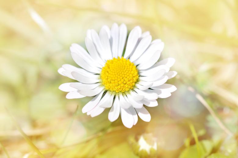 Free stock image of Fresh created by Pixabay