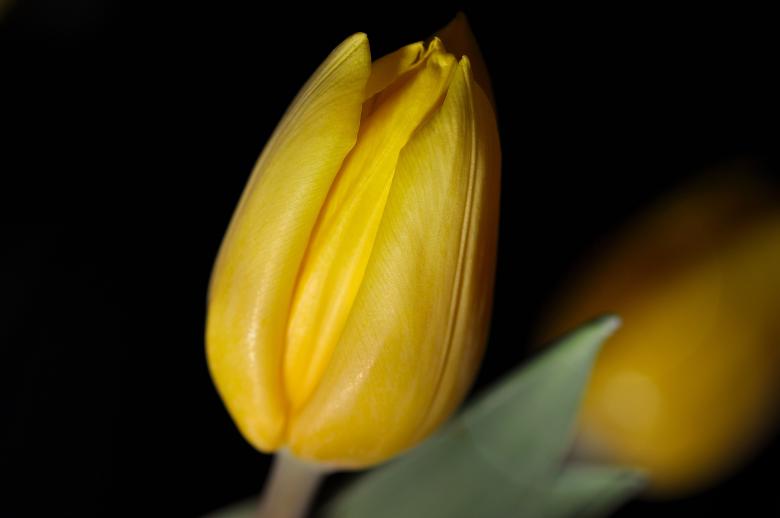 Free stock image of Tulip created by Pixabay