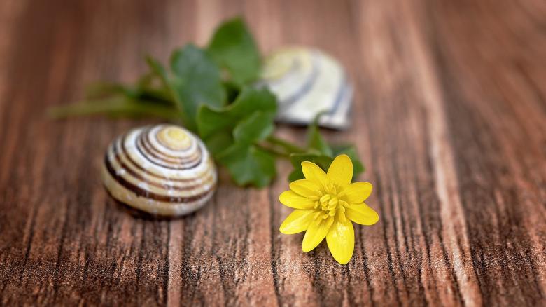 Free stock image of Fresh created by Pixabay