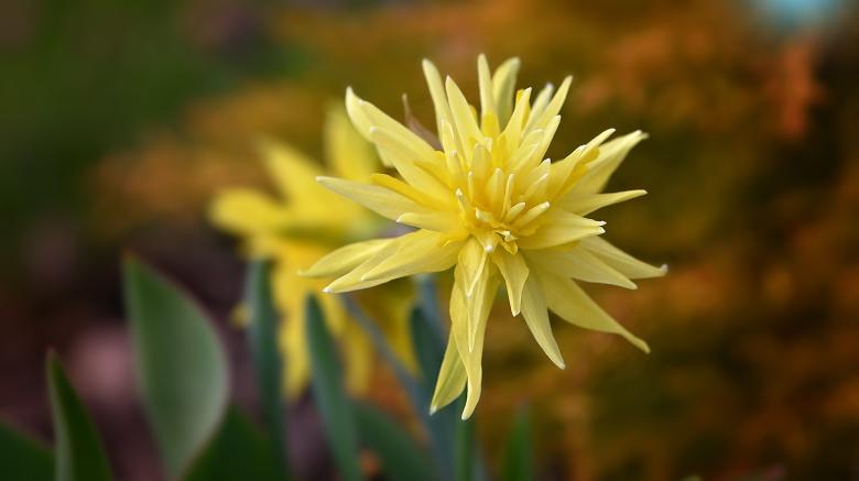 Free stock image of Nature created by Pixabay
