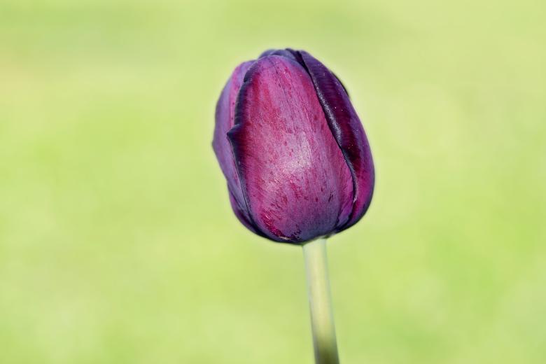 Free stock image of Nature created by Pixabay