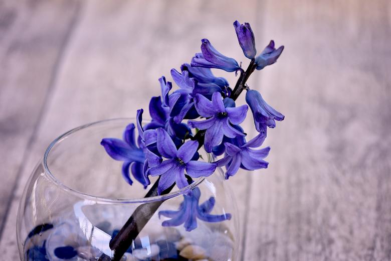 Free stock image of Nature created by Pixabay