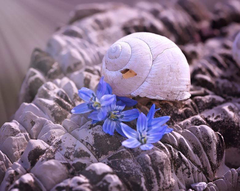 Free stock image of Flower created by Pixabay